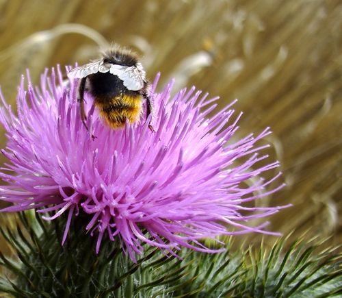 2G0's profile picture. Into Everyday Philosophy, Isolated Sociology, Lightweight Psychology in particular, and Simple-minded Life in general.