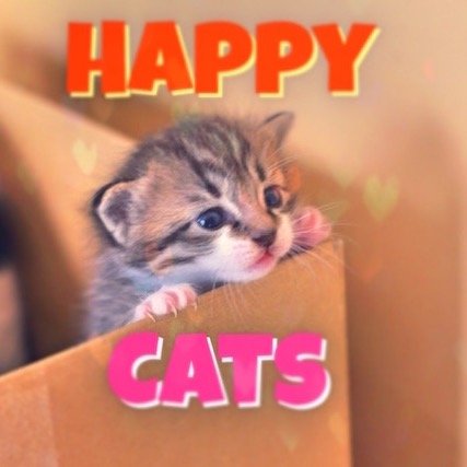 カワイイ猫たちの写真を載せていきます♬
YouTubeで動画も配信しているので是非見に来てください！
カワイイ猫たちがあなたを癒してくれますよ❤︎