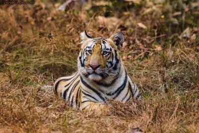 Mnr61177's profile picture. 