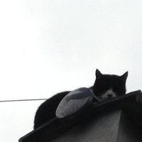舎利猫 (@syarineko) 's Twitter Profile