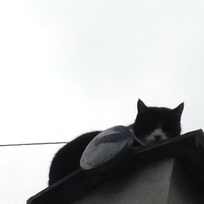 舎利猫 On Twitter 木に登った子猫は枝にしがみつき 落ちそうになりつつも全力で踏ん張っています 小さな足は力が入って少し開いて そして可愛い肉球も 猫背の具合や長い尻尾 生猫好きも唸るリアルな可愛さ Emiriaさんのシルバーアクセサリー Https T Co