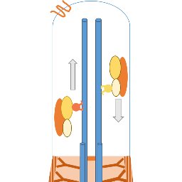 Continuous feed on cilia and the related ciliopathies papers from PubMed, arXiv, bioRxiv, and PeerJ PrePrints.