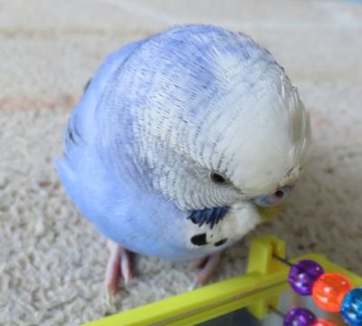 rian_0808's profile picture. ミスチルの桜井さんが大好きです♪言葉を話すセキセイインコのあさひくんがいます。 先代のリアンくんは虹のお空に旅立ちました。                         福岡:女性