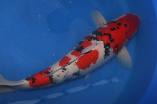 koistop's profile picture. one stop shop for koi and supplies