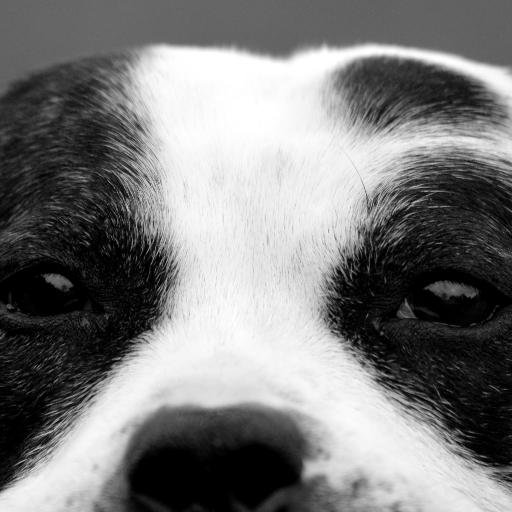 mypetphotoie's profile picture. Instgram: mypetphotoie
Email: mypetphoto.ie@gmail.com