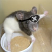 Turrigiano Lab (@turrigianolab) 's Twitter Profile Photo Turrigiano Lab (@turrigianolab) 's Twitter Profile Photo