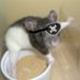Turrigiano Lab (@turrigianolab) Twitter profile photo Turrigiano Lab (@turrigianolab) Twitter profile photo