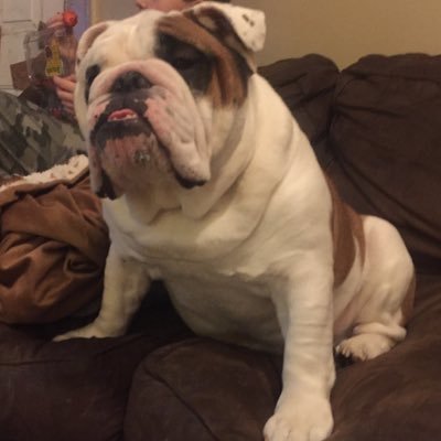 meatball1479's profile picture. English Bulldog with a Chocolate Lab sister. I'm coping with things.