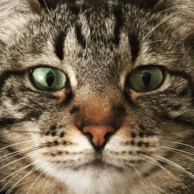 PoNandP's profile picture. オムライスとうどんが好き。でもカレーは別格。