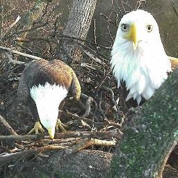 DC Eagle Cam Official. Bald Eagle pair nesting in the U.S. National Arboretum in Washington, DC! Account operated by the American Eagle Foundation @eaglesdotorg