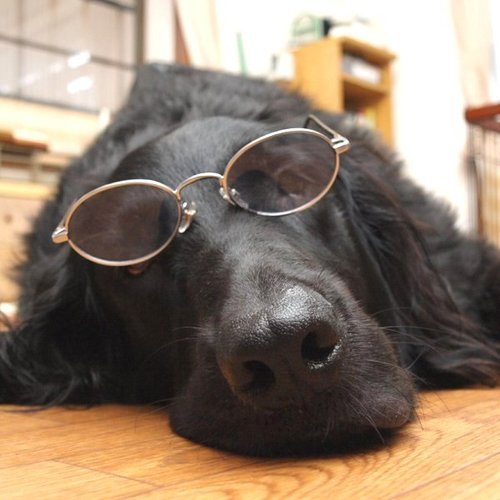 岡山市在住のWeb系開発屋さん。愛犬はフラットコーテッドレトリーバー♂の颯(2006-2014)、ミニチュアブルテリア♂の元太(2014-) / 弓道家

Mastodonにお引越ししました : https://t.co/wmuWJMZkcO