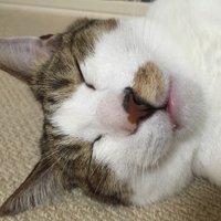 にゃんた (@pohsydoog) 's Twitter Profile