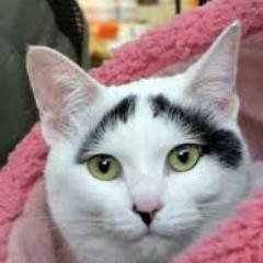 keichann2010's profile picture. 翻訳家。　反自民公明、反維新の会。2020年東京オリンピック・パラリンピック開催反対を掲げる。自称、反原発脱原発、福島を忘れるな運動家。茨城生まれ。後に京都府民。また後に茨城県民に戻り、その後東京都民。また茨城県民に戻り、そのまたまた後に埼玉県民。そして現在、茨城県民やってます。がんばろう！東北