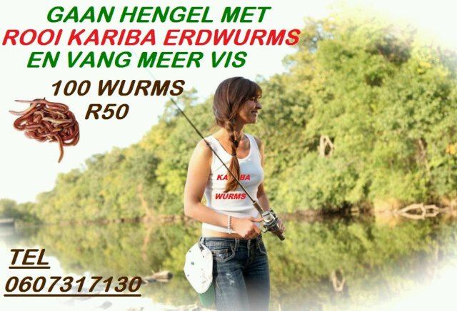 Ek boer met rooi kariba erdwurms en ver koop die wurms aan hengelaars asook aan nuwe erdwurm boere. 0607317130 Whatsapp welkom.
