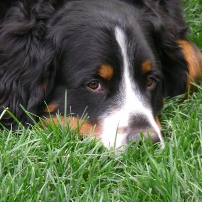 nperron's profile picture. 