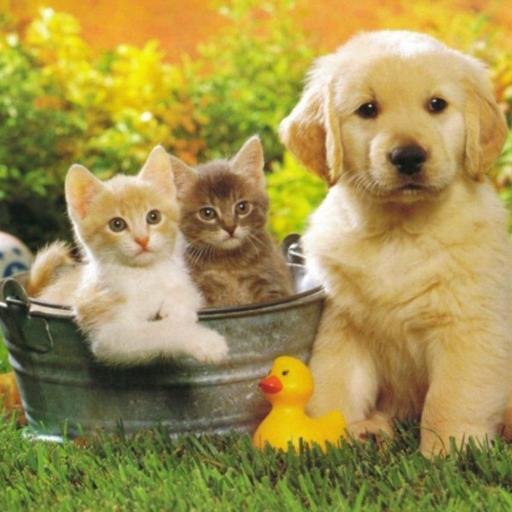 #Cute_Pets #Cat #Dogs #Animals #Pets #Cute_Dogs #Us_Mag

Do you want to feature on our US Mag Club ? Go Here: https://t.co/22fDjQPRYd