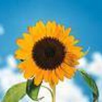 sun_flower_talk (@sun_flower_talk) 's Twitter Profile