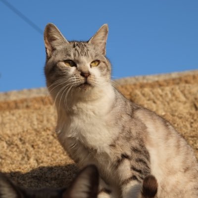 日向猫 ハンティングの瞬間3コマ 何か狙っています 捕まえた 大きなバッタでした この後食べ てしまった様ですが昆虫の類なんて猫の口に合うのかな 猫 野良猫 尾道 Cat