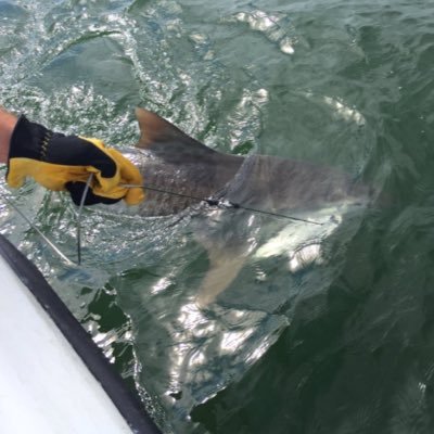 I'm a Tiger Shark tagged by the @Ocearch Crew on March 18, 2016! https://t.co/2IOwXkVz1j from Fernandina Beach, but I am a east coast traveler!