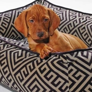 isaidpet's profile picture. Luxurious & fun pet products that are modern, stylish & functional. This range helps to compliment your own personal style & the interior design of your home
