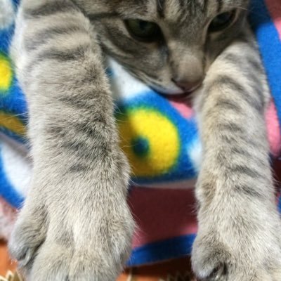 nana07180918's profile picture. 声優 鈴村健一さん愛してる  無言フォロー失礼します