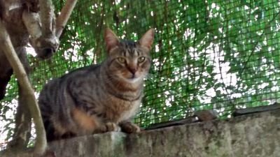 anchisari's profile picture. docente e investigador científico de CONICET y de la Universidad Nacional de Mar del Plata