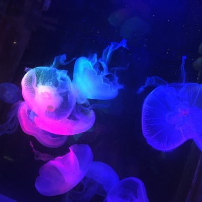 シオコさんのプロフィール画像