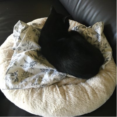 Lampchops's profile picture. 