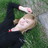 chelsea_quist's profile image