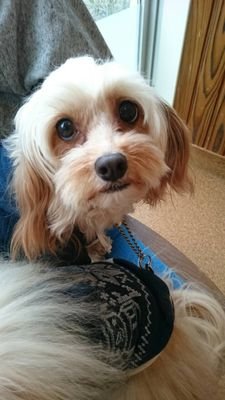 aysUJ7uU9Pe4yF5's profile picture. ディーン  フジオカさんが大好きなアラフィフです。
大阪の全ライブ参加してます。キャバプーとわ  とわの娘なごみ(キャバプー✖️チワワ)
マルックス  未来斗３頭のわんこを飼ってます。
よろしくお願いします。