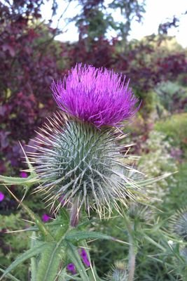 GFtartnthistles's profile picture. 