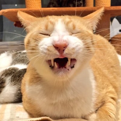 熊本の中心部でニャンコ達の命の架け橋となってがんばってます。入店料で猫カフェとして楽しめる一方で、キャットシェルターとして同時に保護猫の治療費などに募金をすることが出来るお店です。かごにゃんの保護猫たち＝かごにゃんず の日常を呟きます。