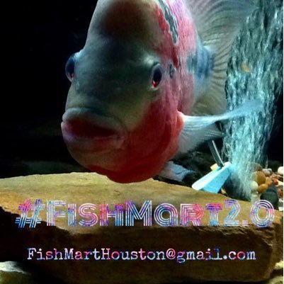 There's First Love, and There's Freshwater Fish Love.Period Aquatic Lovers & Retailers of Freshwater Fish & Reptiles FishMartHouston@gmail.com