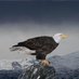 M Johnson (@az_eagle1) Twitter profile photo M Johnson (@az_eagle1) Twitter profile photo