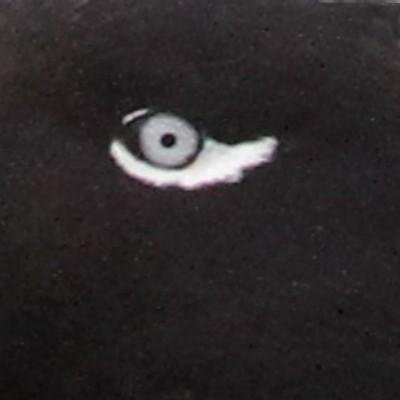 Collector of citizen science ornithological data for over 50 years. Editor of Lothian Bird Report. Fair Isle Bird Observatory Trustee. Retired geologist.