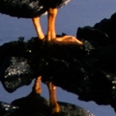 canagica's profile picture. Dream job: house-husband hobbyist