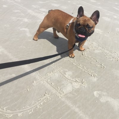 cairothefrench's profile picture. 