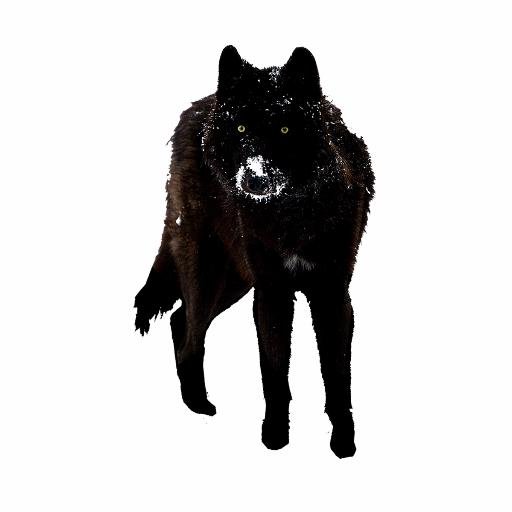 tiimbs's profile picture. https://t.co/5pbIqiDSf8