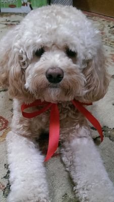 Hi I'm Casey the Cockapoo. dob 6/4/14 found my furrever home 8/2014. I love running, dancing, walks, playing with my two kitties and being a clown!