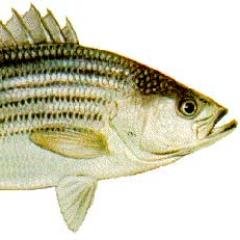 fishermanmike16's profile picture. 