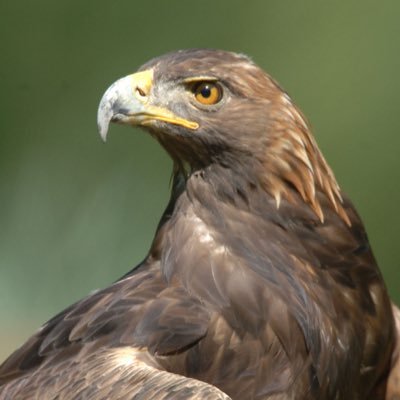 Hello and welcome to Golden Eagels, a project about the power of sight and how it differs from the human from the bird.