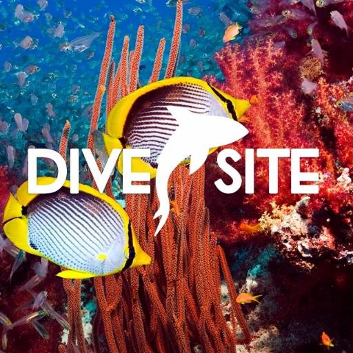 Not your average dive holiday 🦈🐙🐊🐡🐍 What's your best dive story? 🐬🦑🐠🦀