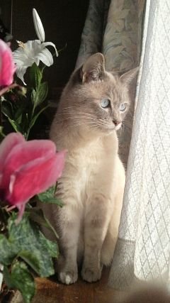 愛猫Pink(ピンク)💗💗20歳の熟女💗💗 Twitterで出会うたくさんのかわいい猫ちゃん達にいいねするのが楽しい日々です💓💓 いいねRTコメントくださる方々ありがとうございます✨💖✨返信したりしなかったりですみません😢😢⤵️⤵️無言フォロー&コメント失礼があったらお許しください😿