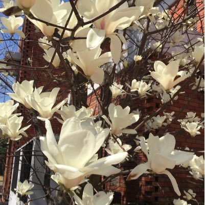 saokada's profile picture. あちこちをうろうろするのが趣味。お寺めぐりとか。こどもたちが大きくなるまで難しいかなぁ。