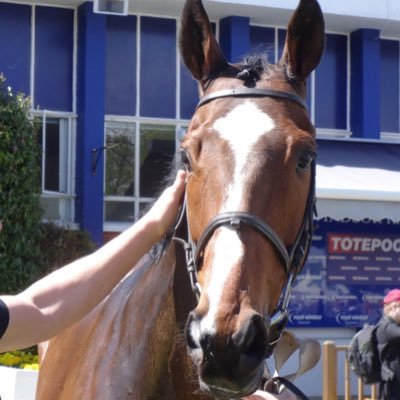 My name is Reggie & I'm a 9yr old ex-racehorse formerly trained by Mark Usher. I was owned by High Five Racing and loved 6f races, Spillers nuts & sleeping!