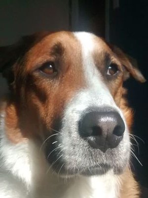 So yeah. I'm a dog. But I'm also a bored dog so anytime you got an idea for something I can do please comment and I'll be sure to have something to do. Thanks!!