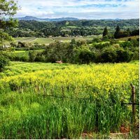 Capo Creek Wines (@mlroymd) 's Twitter Profile