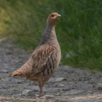 Hegering Borchen (@hegeringborchen) Twitter profile photo