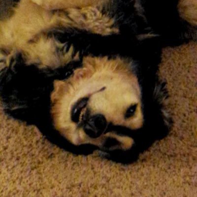 Rockinurworld05's profile picture. changing the world one dead squirrel at a time,  I also shed love