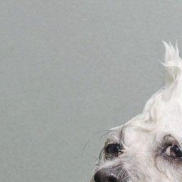 apnekrasov's profile picture. 